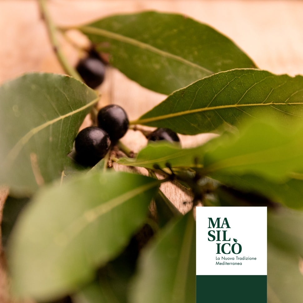 Alloro: una spezia con storia, miti e tradizioni 