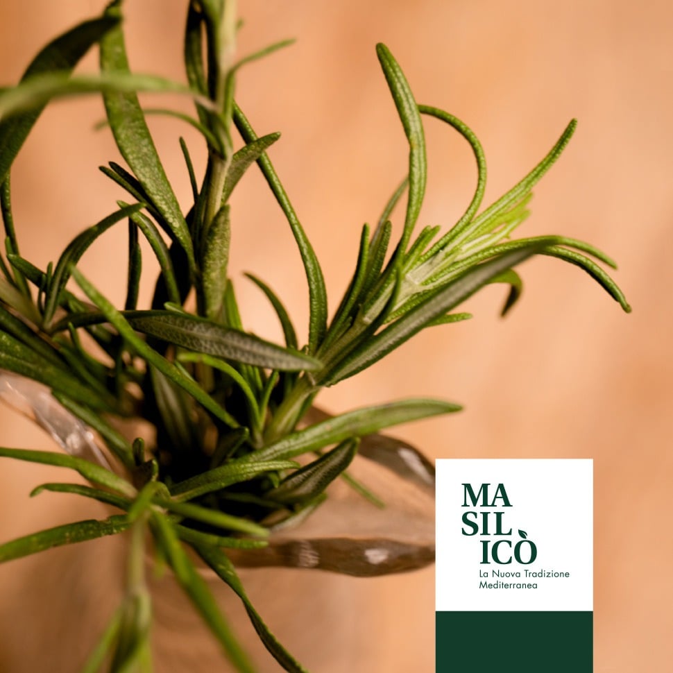 MACCHIA MEDITERRANEA: IL ROSMARINO 