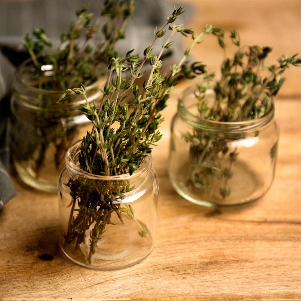 MACCHIA MEDITERRANEA: IL TIMO